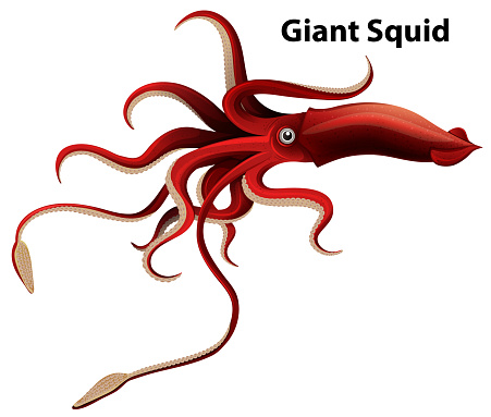 Wordcard design for giant squid with white background illustration