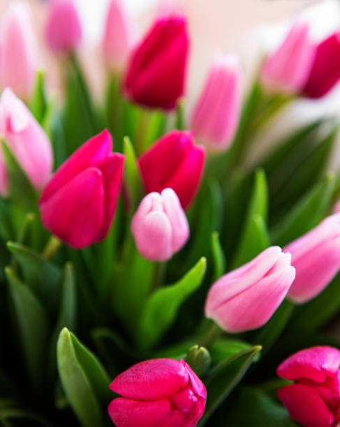istock Beautiful tulips bouquet 1213452348