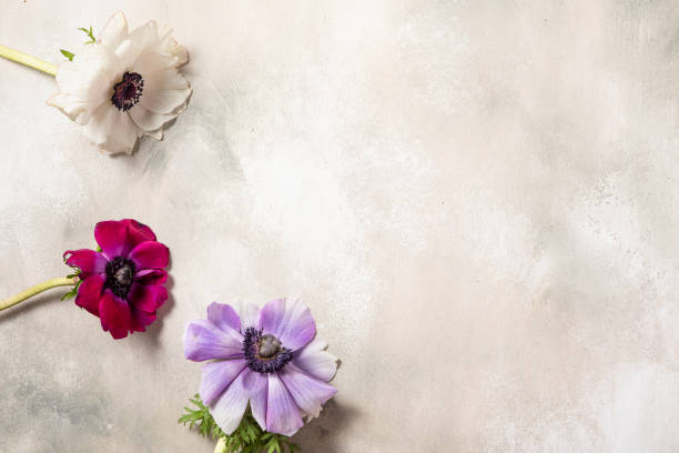 istock Spa treatment natural background .Top view, flat lay. Self-care concept. 1213452765
