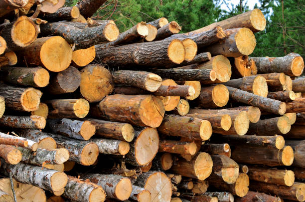 istock Stack of cut pine tree logs in a forest. Wood logs, timber logging, industrial destruction, forests Are Disappearing, illegal logging 1213452880