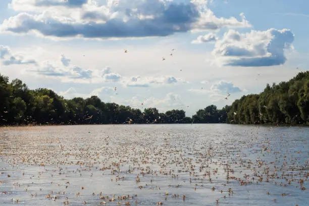 Annual swarm of long-tailed mayfly on Tisza river in Serbia