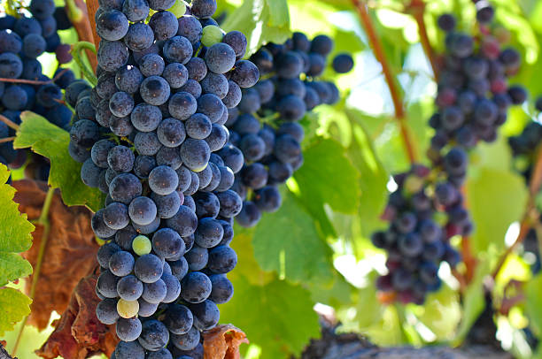 istock Red Grapes on the Vine Close Up 121345495