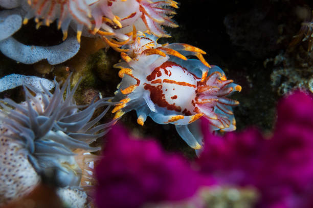 istock A Fiery nudibranch (Okenia amoenula) close up 1213454955