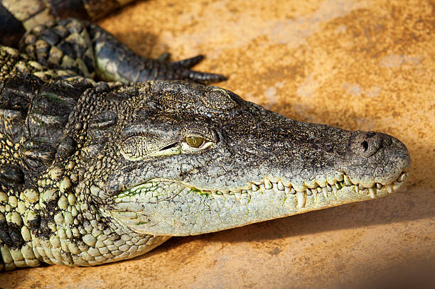 istock Closeup of a crocodile 121345567