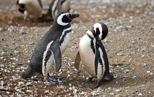 istock Couple of Magellanic penguins 121345645