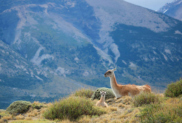 istock Mother guanaco with its baby 121345749