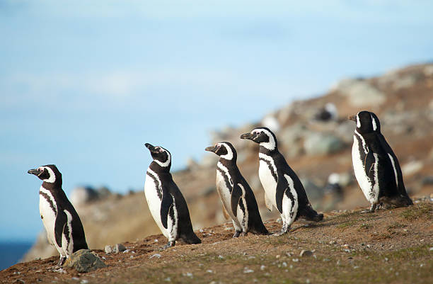 Five magellanic penguins on the sea shore stock photo