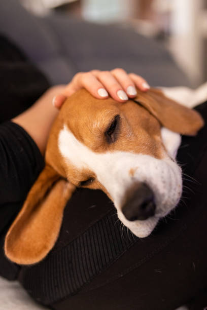 istock Owner caressing gently her beagle dog sleeping on her lap. 1213458988
