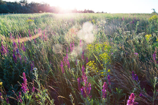 salvia. Summer meadow with sage in sunset time\