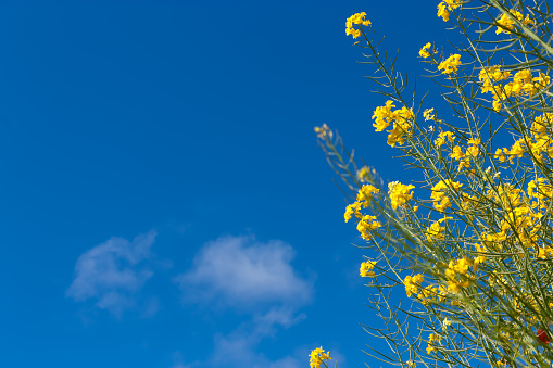 Beautiful landscape with bright yellow flowers against blue sky with white clouds.Photo with free space for text.