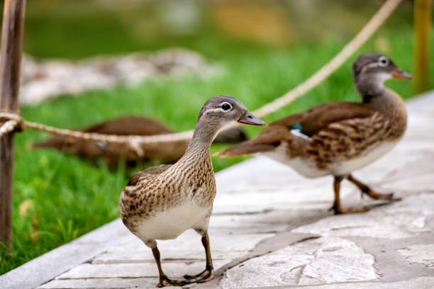 istock Chinese duck in the park , Young bird 1213461470