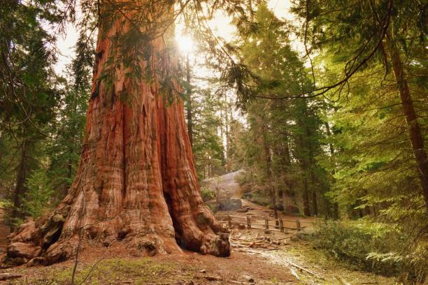 der general grant baum, der größte riesenmammutbaum. sequoia & kings canyon nationalparks, kalifornien usa. - sequoiabaum stock-fotos und bilder