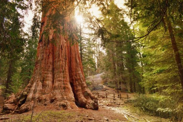 el árbol general grant, la secuoya gigante más grande. parques nacionales sequoia & kings canyon, california usa. - secoya fotografías e imágenes de stock