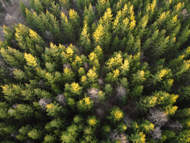 istock Autumn forest aerial view from above 1213463020