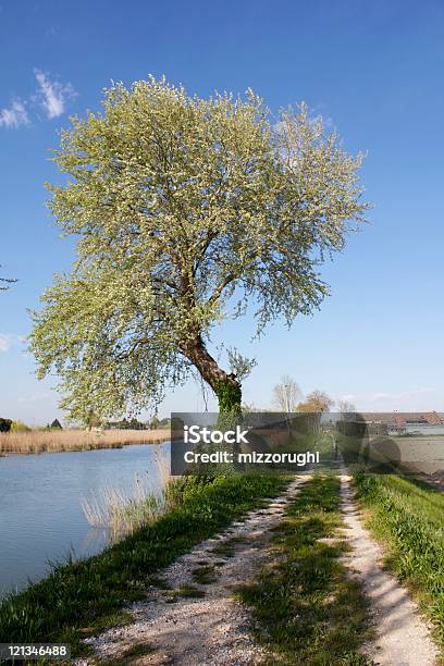 Árbol On The River Foto de stock y más banco de imágenes de Aire libre - Aire libre, Azul, Azul real