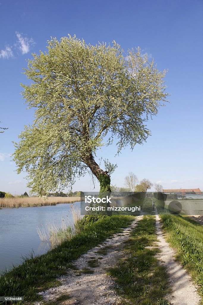 Arbre sur la rivière - Photo de Arbre libre de droits