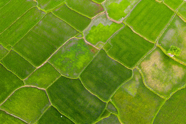 Aerial view of green rice fields on Bali.