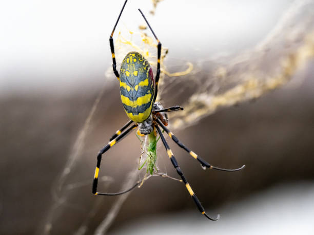 Japanese Joro orb-weaver spider eating a grasshopper A Japanese Joro spider, a type of golden orb-weaver, Trichonephila clavata, feeds on a small grasshopper in a forest near Yokohama, Japan. spider photos stock pictures, royalty-free photos & images