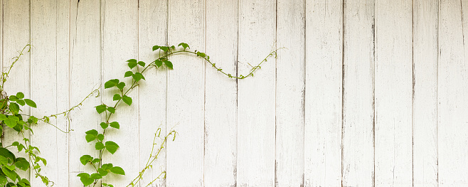 Old weathered white abstract weathered wood panel wall background with lots of grunge character and texture with a creeper plant climbing up the wooden boards with good copy space to the right of the image.