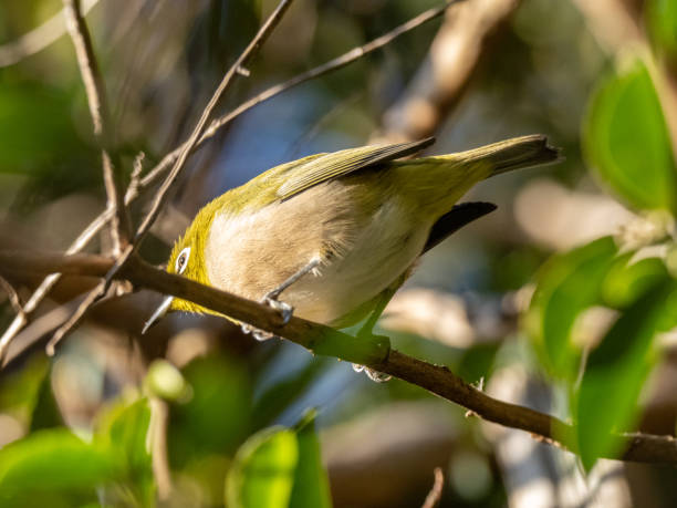 istock Japanese white-eye perched in a tree 13 1213466770