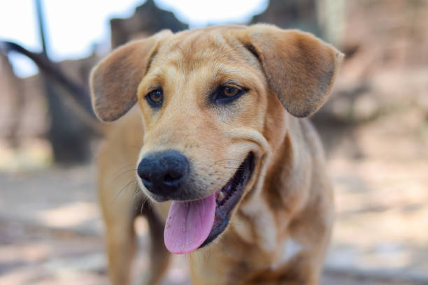 istock close up red Stray dog in thailand 1213467090