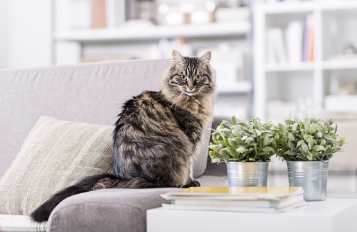 Beautiful long hair cat on the couch at home, relaxing and looking at camera