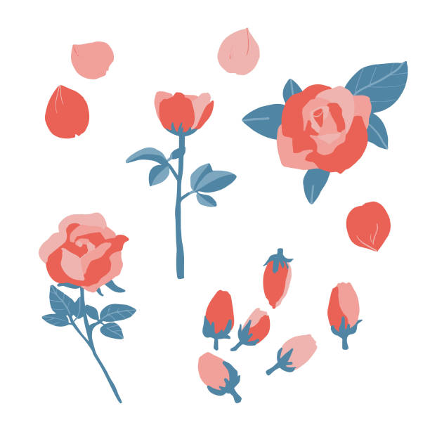 pink and red rose flowers pink and red rose flowers rose petal stock illustrations