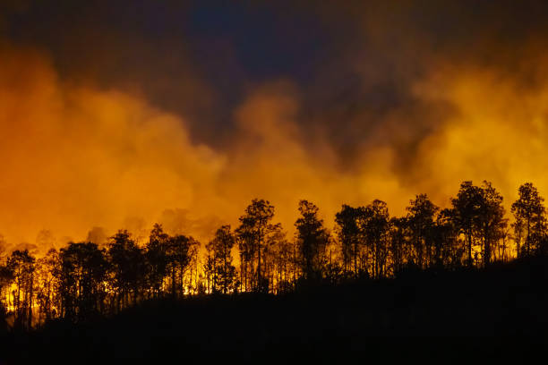 istock Rain forest fire disaster is burning caused by humans 1213467136