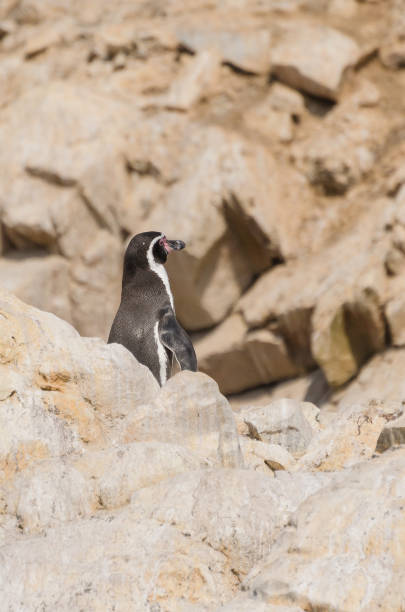 Humboldt penguin(Spheniscus humboldti) stock photo