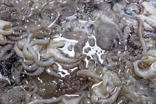 Photo of Fresh octopus display at a street market