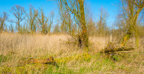 istock Forest in wetland with deciduous trees below a blue sky in sunlight in winter 1213473630
