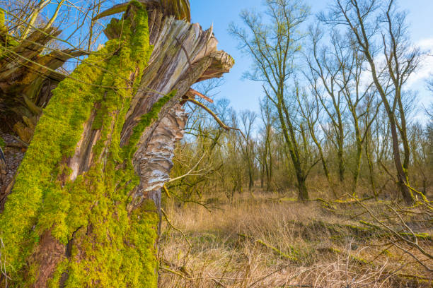 Forest in wetland with deciduous trees below a blue sky in sunlight in winter, Oostvaardersplassen, Almere, Flevoland, The Netherlands, March 16, 2020