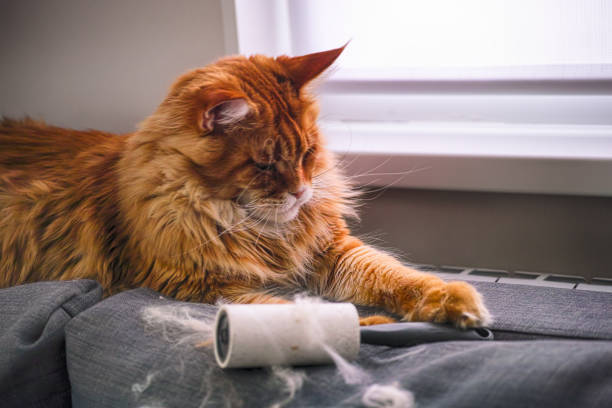 gingembre maine coon chat et rouleau de peluche avec sa fourrure se trouvant sur le canapé gris à l’intérieur - lint remover photos et images de collection