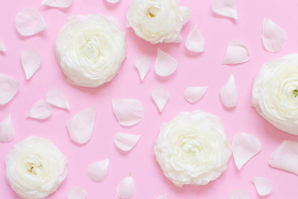 istock Cream ranunculus flowers and petals on a light pink  background 1213476058