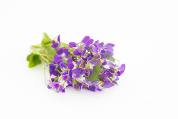 spring background, purple daisies on wooden table, close up