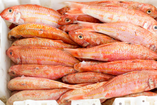 istock Mangrove red snapper, Essaouira fish market 1213476253
