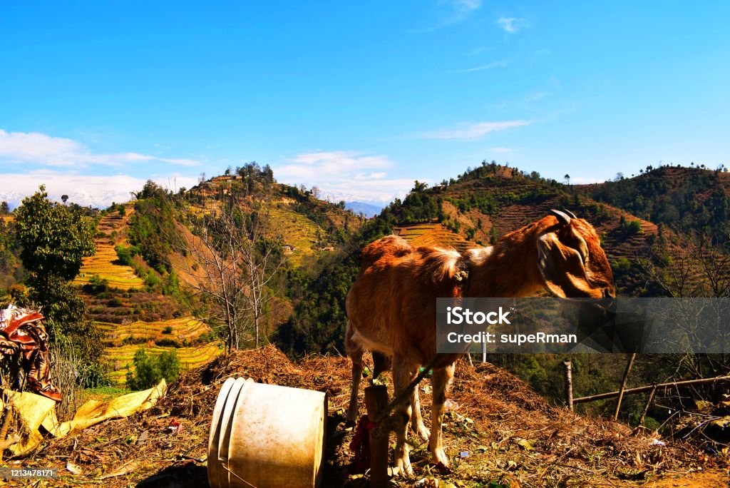 myaaaaaaaaaa goat Agricultural Field Stock Photo