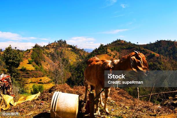 Myaaaaaaaaaa Stock Photo - Download Image Now - Agricultural Field, Agriculture, Animal