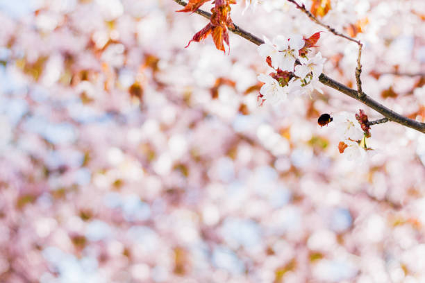 Spring cherry blossoms in full bloom with bumblebee in flower.