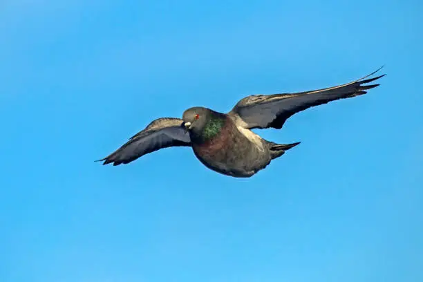 Photo of Pigeon flying on the blue sky.