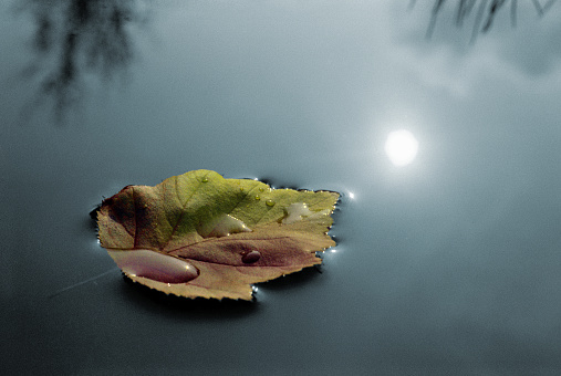 Autumn leaf floating on water. Reflection of the sun in the water