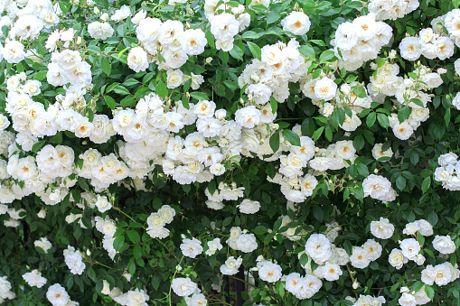 Blossoming hedge of white roses. Natural background from flowers