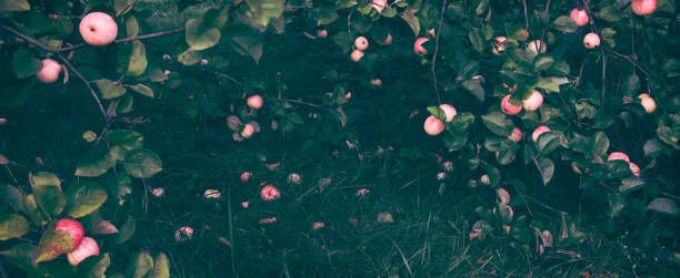 Fresh ripe apples hanging on tree branches and lying on fresh grass in the garden. Fresh ripe apples hanging on tree branches and lying on fresh grass in the garden. Toned. Copy space. deep pick stock pictures, royalty-free photos & images