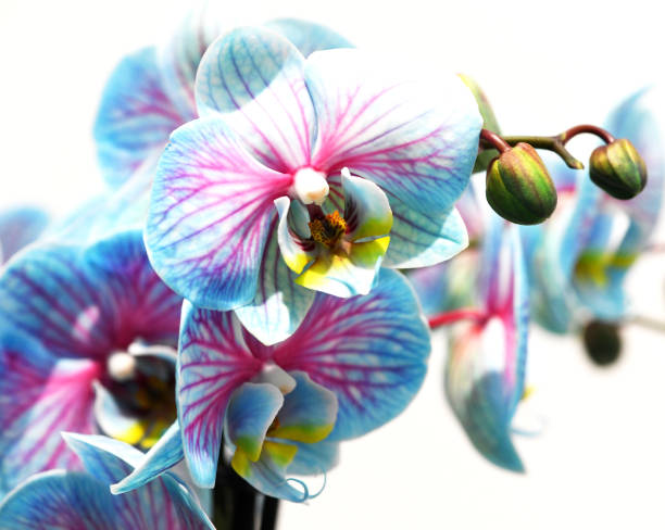 istock Pink and Blue orchid multicolored isolated on white background 1213480143