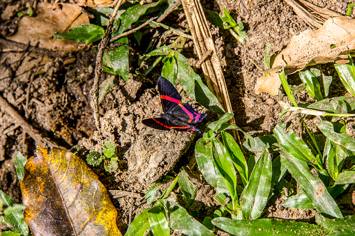 black butterfly with pink wings perched on a rock