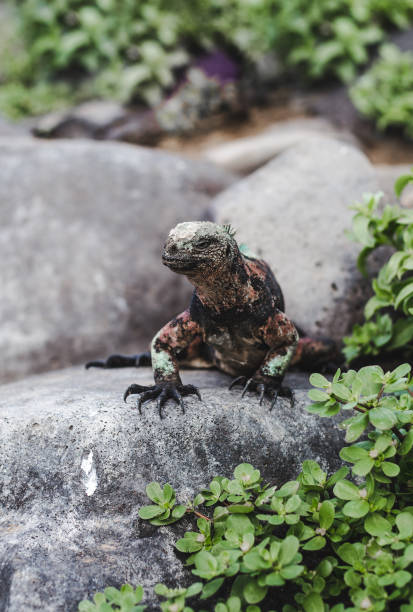 istock Large lizard perched on a rock in the Galapagos Islands, Ecuador 1213480914