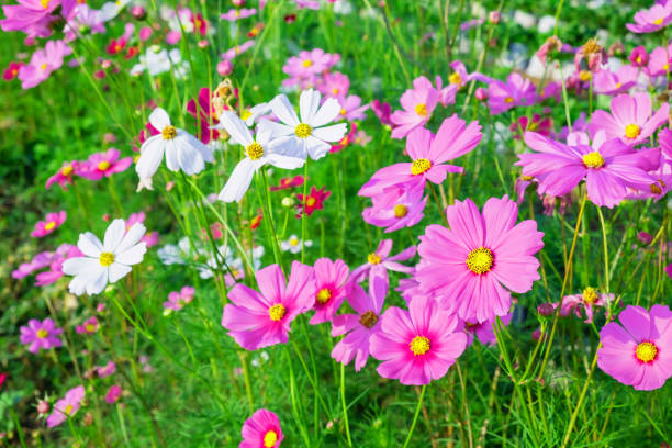 istock Winter flower background and cosmos flower 1213482765