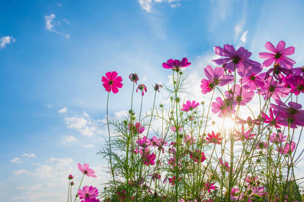 istock Cosmos flower background and blue sky 1213482779