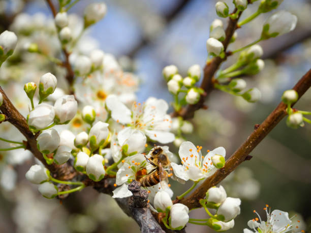 istock Blossoming plum tree flowers and bee on a Sunny spring day in Greece 1213483498