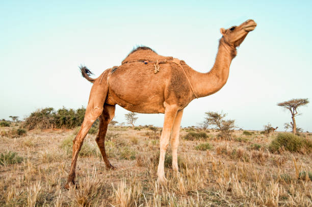 camel - bactrian camel imagens e fotografias de stock